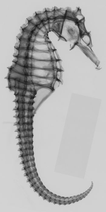 Media type: image;   Ichthyology 11684 Aspect: lateral,description